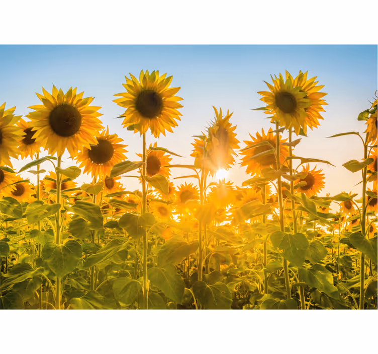 Fotomurais flores Campo de girassóis ao nascer do sol - TenStickers
