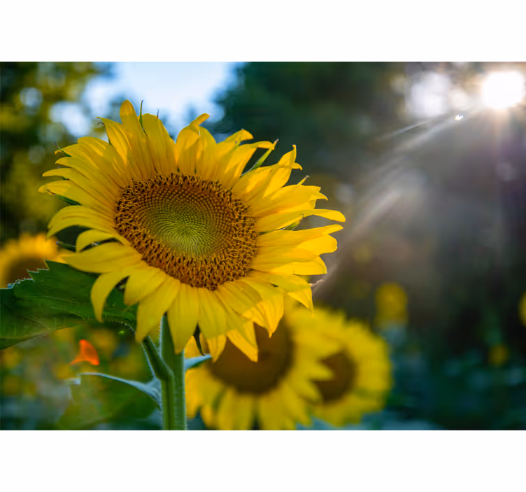 Fotomurais flores Três girassóis brilhantes - TenStickers