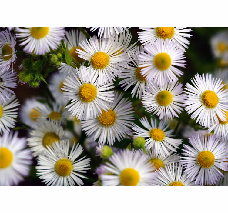 Fotomurais flores margaridas brancas encantadoras - TenStickers