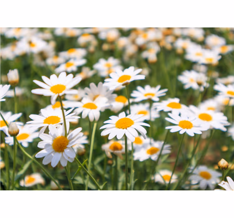 Fotomurais flores margaridas florescendo brilhantemente - TenStickers