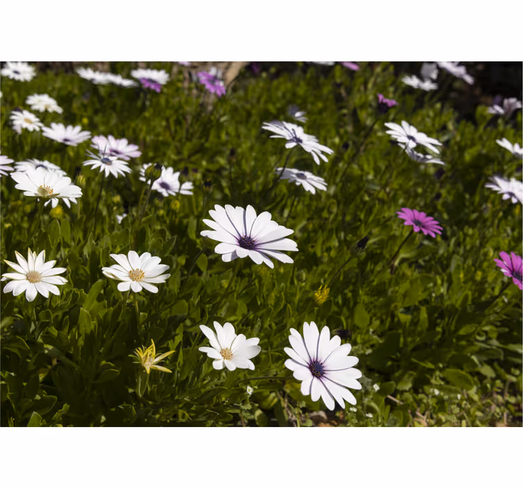 Fotomurais flores margaridas e verdes - TenStickers