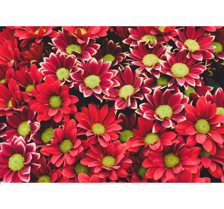 Fotomurais flores Flores margaridas vermelhas - TenStickers