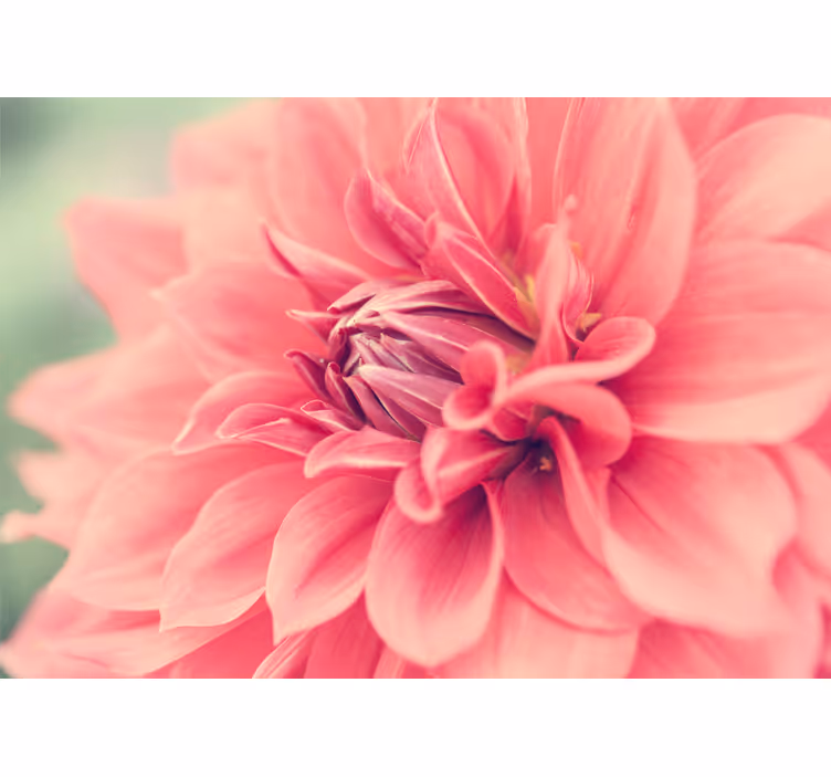 Fotomurais flores florada rosa vibrante - TenStickers