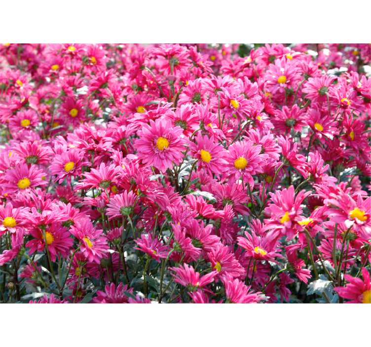 Fotomurais flores Campo de flores de margarida rosa - TenStickers