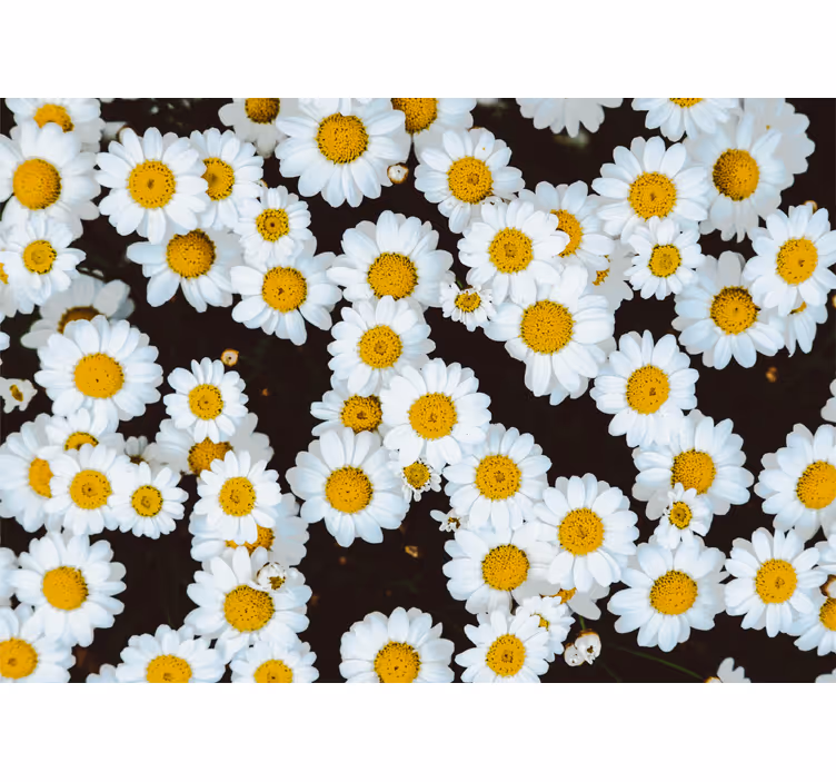 Fotomurais flores padrão floral de camomila - TenStickers