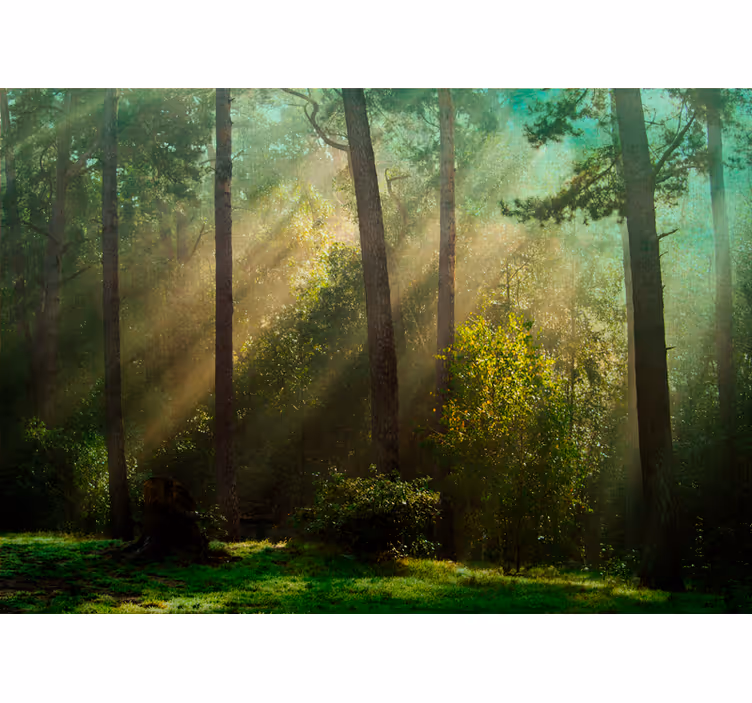 Mural de parede bosques cena de floresta encantadora - TenStickers