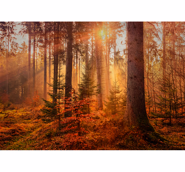 Caminho no outono floresta profunda natureza fotomural - TenStickers