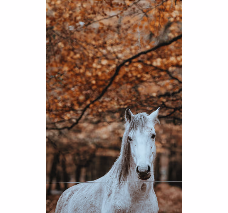Mural de parede animais majestoso cavalo branco - TenStickers