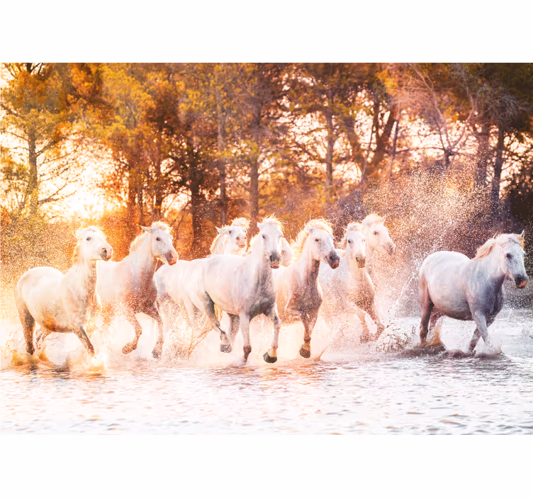 Mural de parede animais cavalos majestosos correndo - TenStickers