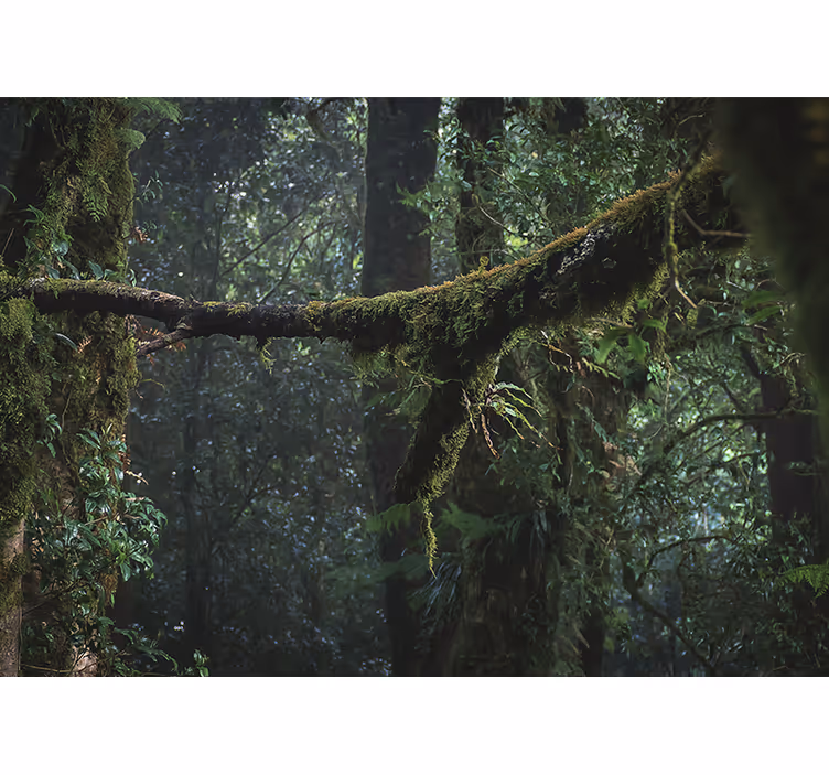 Mural de parede bosques copas verdes exuberantes - TenStickers