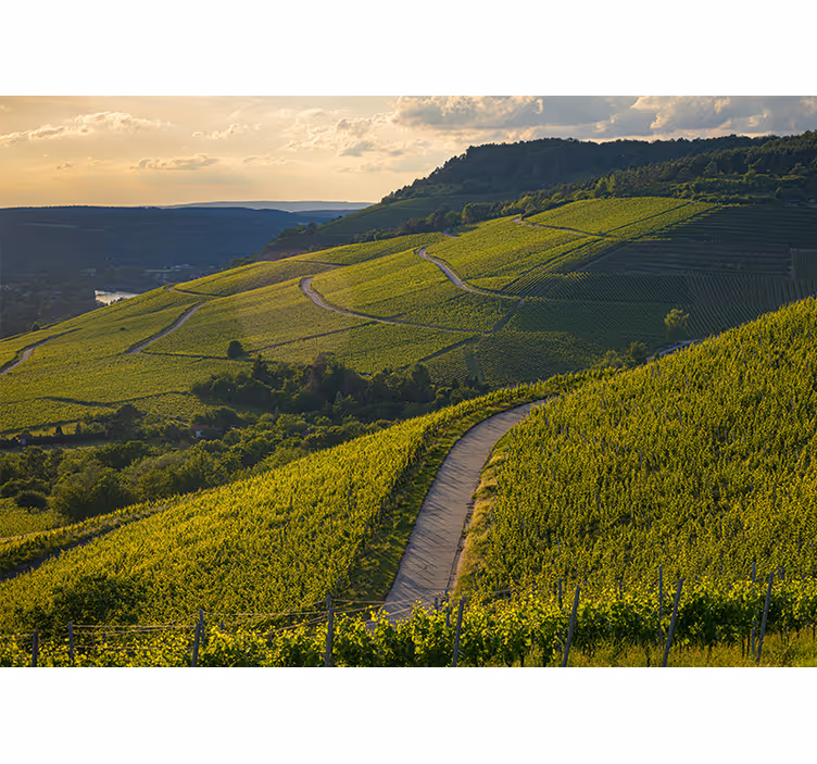 Fotomurais de paisagens encostas de vinhedos - TenStickers