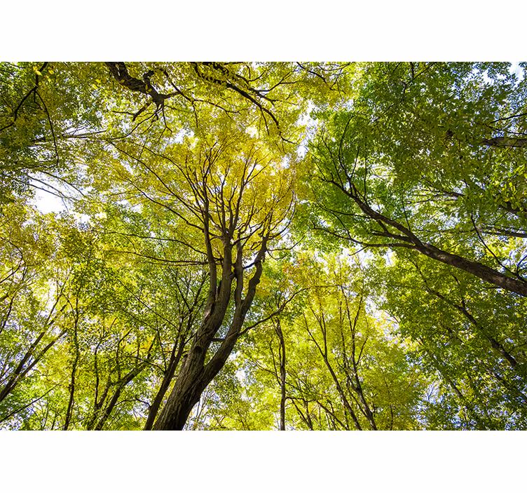 Mural de parede natureza dossel de floresta luxuriante - TenStickers