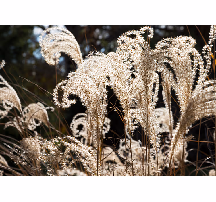 Fotomurais flores capim dourado elegante - TenStickers
