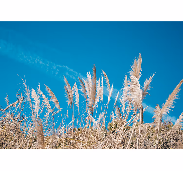 Fotomurais flores serenidade das pampas - TenStickers