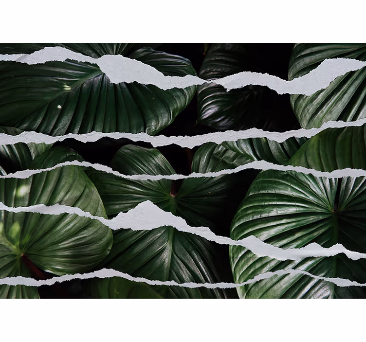 Fundo de folha com murais de parede de papel rasgado - TenStickers