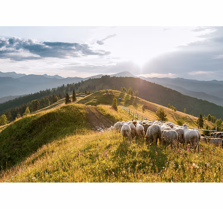 Fotomurais de paisagens ovelhas na colina - TenStickers