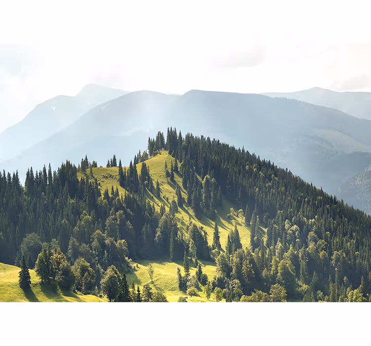 Fotomurais de paisagens cena de floresta nas montanhas - TenStickers