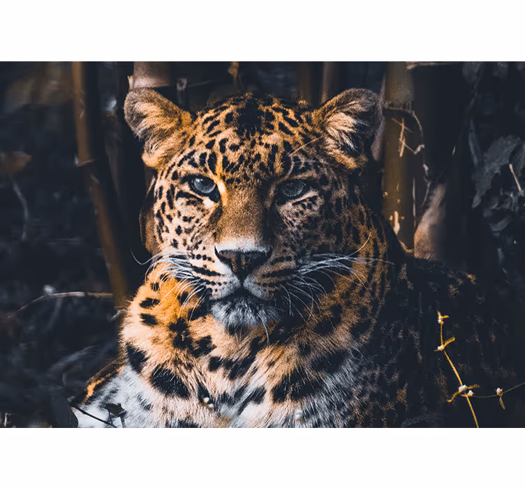 Mural de parede animais retrato de leopardo majestoso - TenStickers