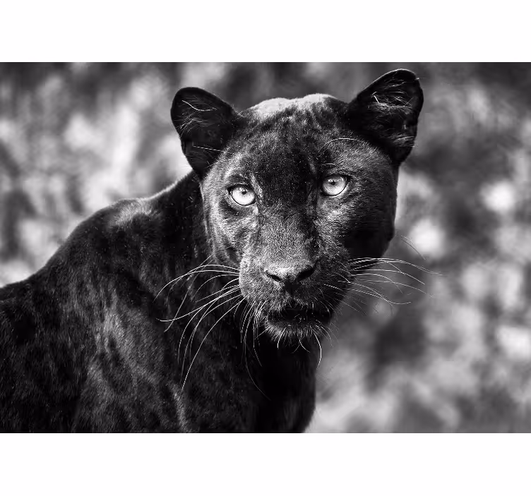 Mural de parede animais rosto de pantera negra - TenStickers