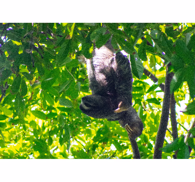 Mural de parede animais preguiça com folhagens verdes - TenStickers