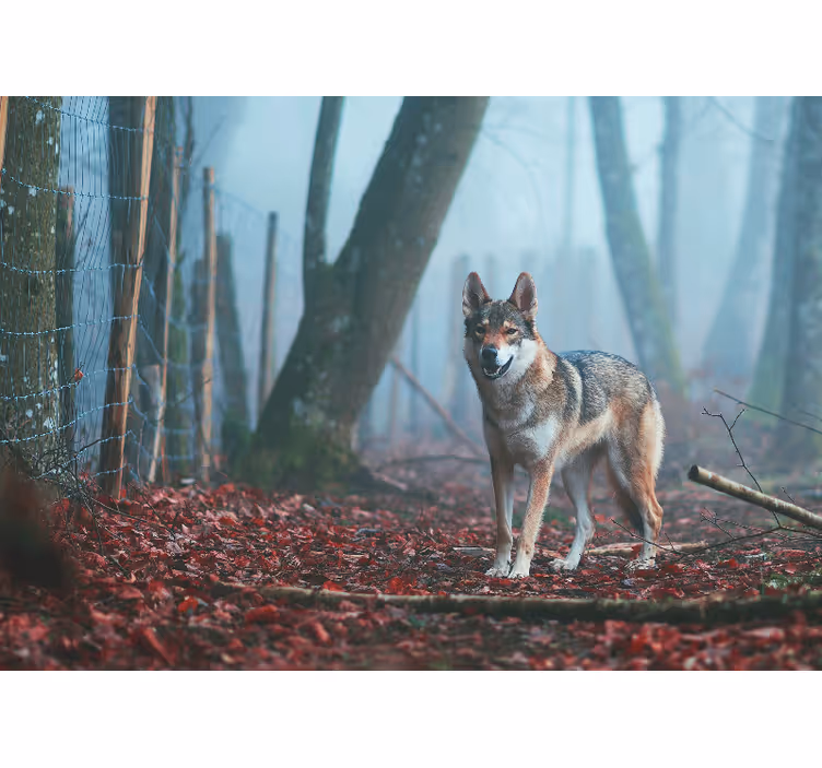 Mural de parede animais lobo em floresta nebulosa - TenStickers