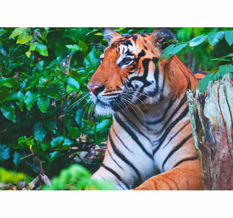 Fotomural selva tigre majestoso observando - TenStickers