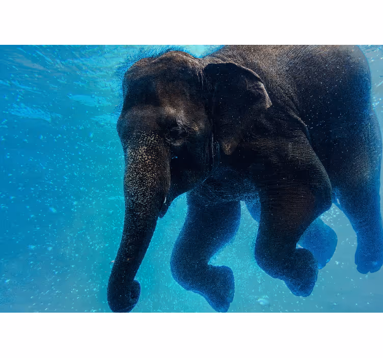Mural de parede mar elefante subaquático - TenStickers