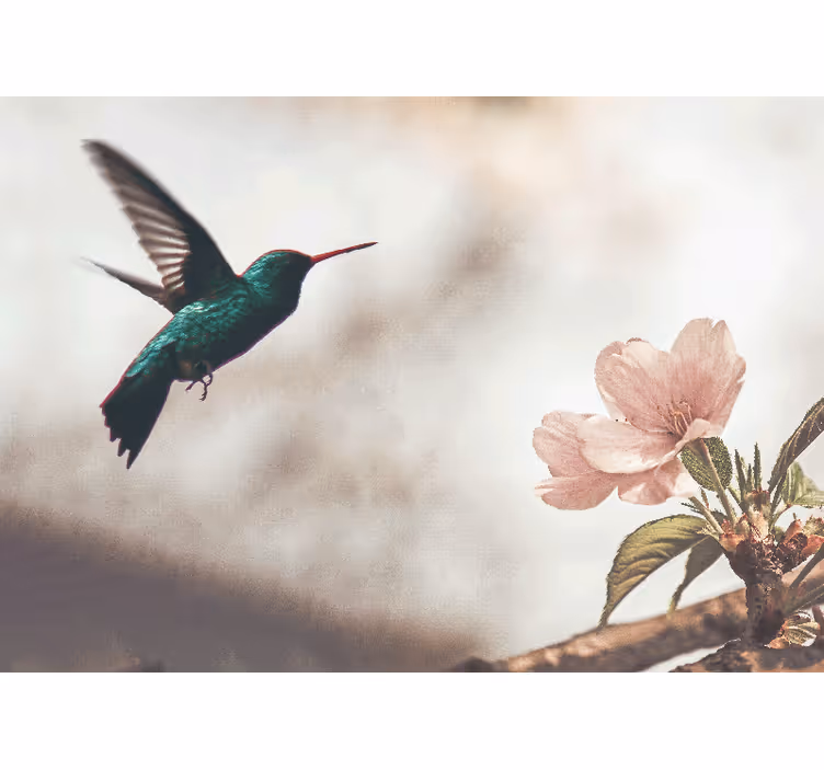 Mural de parede animais colibri e flor - TenStickers