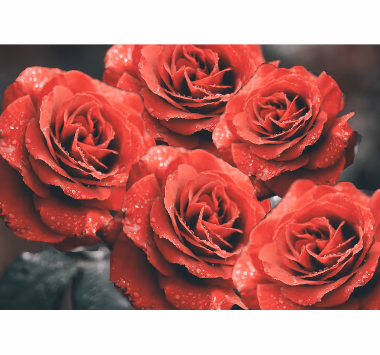 Fotomurais flores Grandes rosas vermelhas com gotas de água - TenStickers