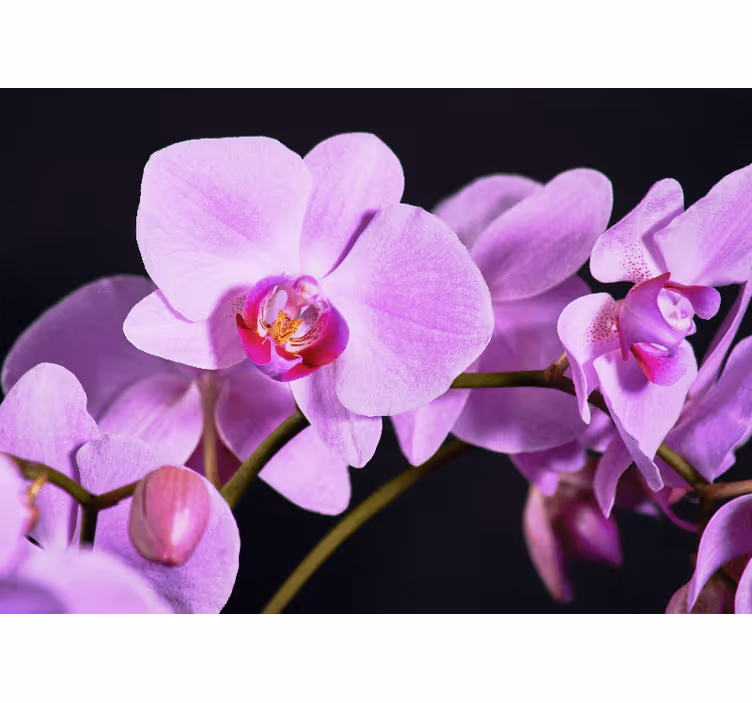 Mural de parede orquídeas floresceres graciosos - TenStickers