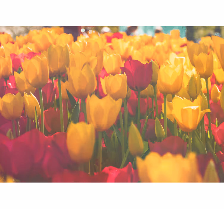 Fotomurais flores campos de tulipas em flor - TenStickers