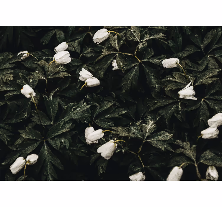 Fotomurais flores flores brancas suaves - TenStickers