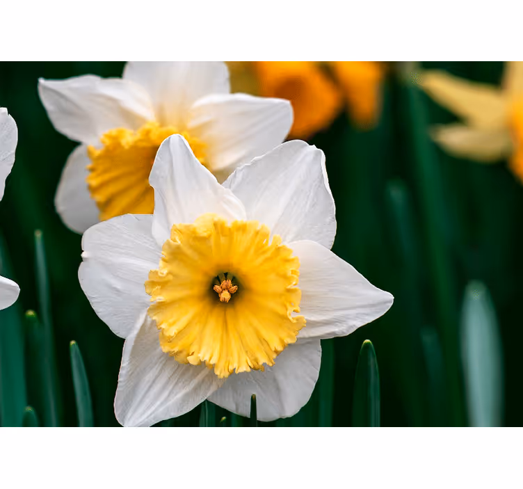 Mural de parede papoilas elegância em flor de narciso - TenStickers