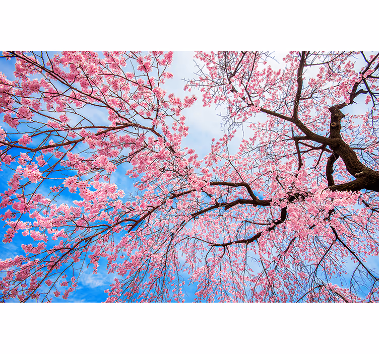 Fotomurais flores flores de cerejeira em flor - TenStickers