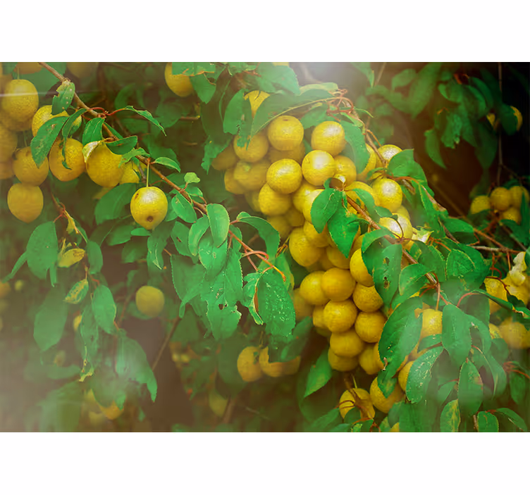 Fotomurais flores e frutas da vegetação exuberante - TenStickers