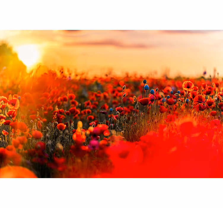 Mural de parede papoilas campo de primavera no pôr do sol - TenStickers