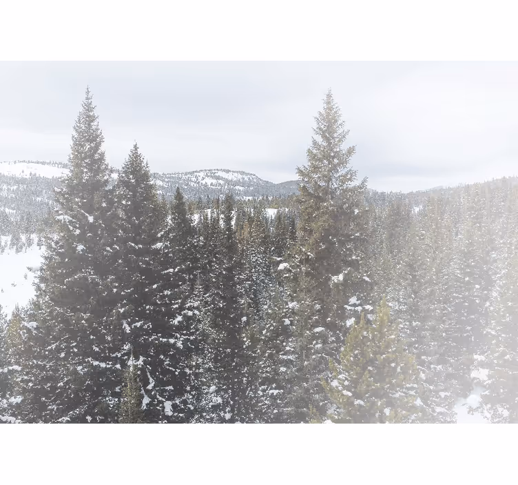 Mural de parede natureza paisagem de evergreens neve - TenStickers
