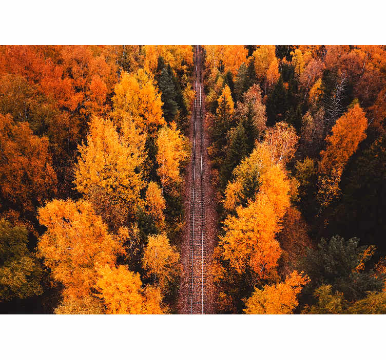 Fotomurais de paisagens Foto aérea de árvores florestais - TenStickers