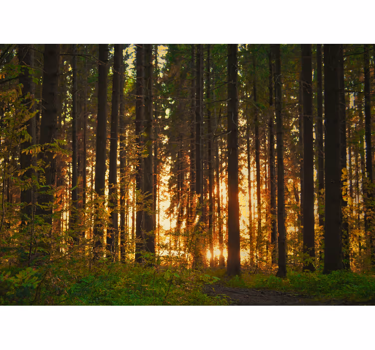 Mural de parede bosques silhuetas de Árvores ao pôr do sol - TenStickers