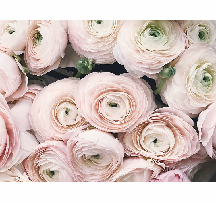 Fotomurais flores botões de ranúnculo delicados - TenStickers