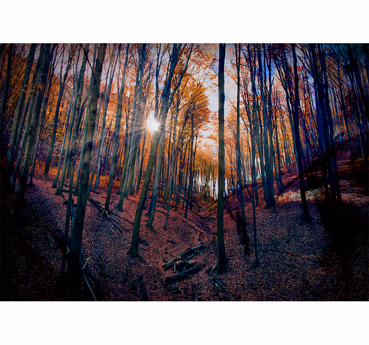 Mural de parede bosques floresta de outono iluminada - TenStickers