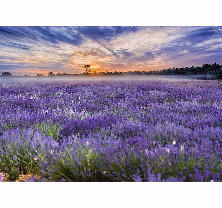 Fotomurais de paisagens Cores estéticas do campo lavanda - TenStickers