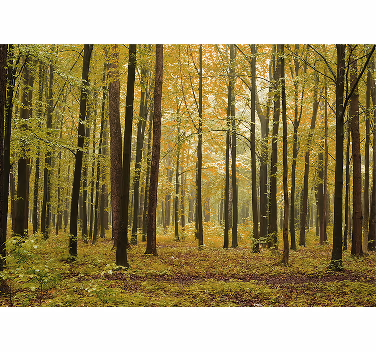 Mural de parede bosques paisagem de outono - TenStickers