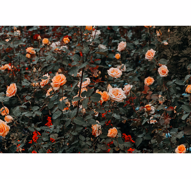 Mural de parede flores rosas em flor - TenStickers