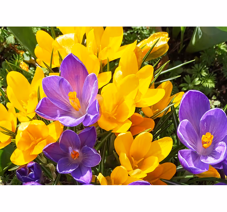 Fotomurais flores flores coloridas de crocus - TenStickers