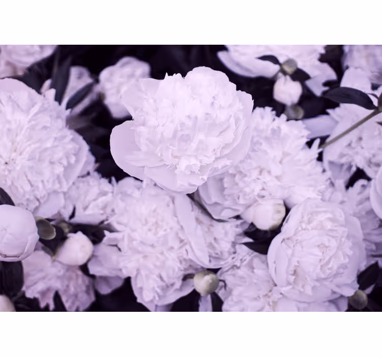 Fotomurais flores flores de peônia lavanda - TenStickers