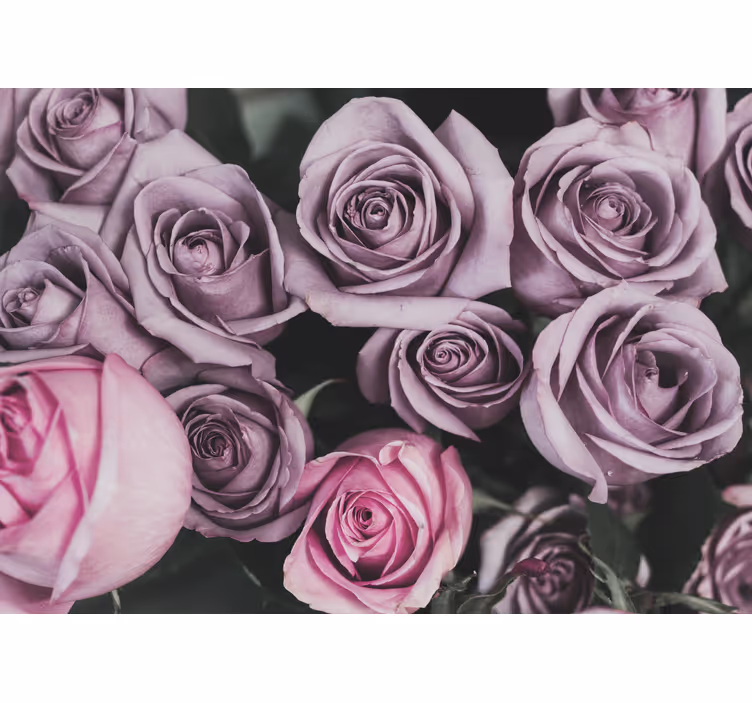 Fotomurais flores buquê de rosas lavanda - TenStickers