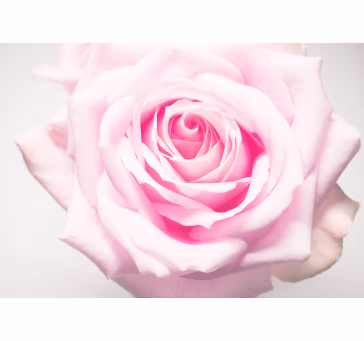 Mural de parede papoilas rosa pink suave - TenStickers