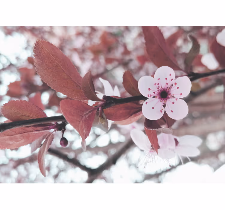 Fotomurais flores flores de cerejeira - TenStickers