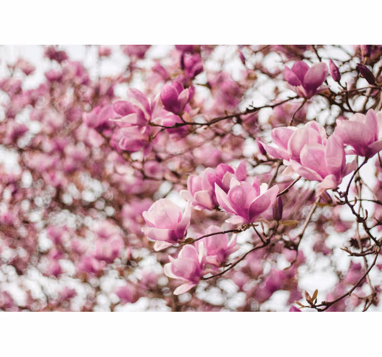 Mural de parede magnólia exibição de flores de magnólia - TenStickers